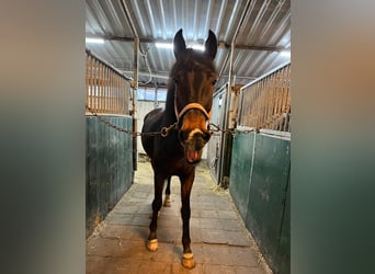 Tuigpaard, Jument, 7 Ans, 157 cm, Bai brun