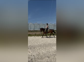 Tuigpaard, Jument, 7 Ans, 157 cm, Bai brun