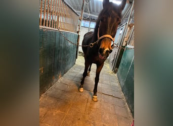 Tuigpaard, Jument, 7 Ans, 157 cm, Bai brun