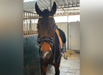 Tuigpaard, Jument, 7 Ans, 157 cm, Bai brun