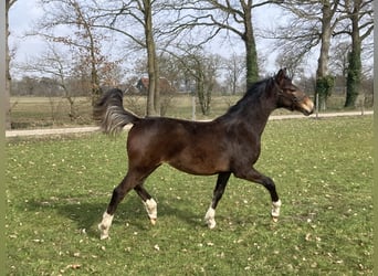 Tuigpaard, Klacz, 11 lat, 165 cm, Kasztanowata