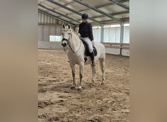 Tuigpaard, Klacz, 12 lat, 165 cm, Siwa