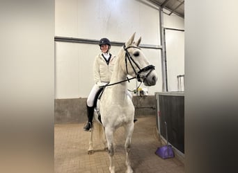 Tuigpaard, Klacz, 12 lat, 165 cm, Siwa