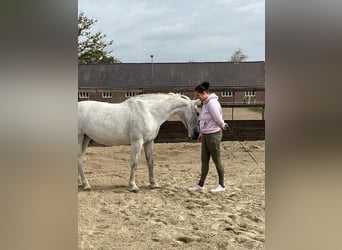 Tuigpaard, Klacz, 12 lat, 165 cm, Siwa