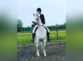 Tuigpaard, Klacz, 12 lat, 165 cm, Siwa