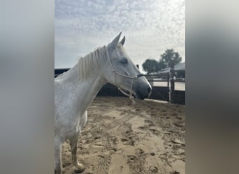 Tuigpaard, Klacz, 12 lat, 165 cm, Siwa