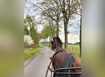 Tuigpaard, Klacz, 15 lat, 165 cm, Gniada