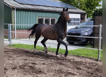 Tuigpaard, Merrie, 17 Jaar, 161 cm, Bruin