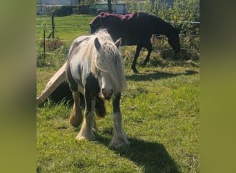 Tuigpaard, Merrie, 3 Jaar, 142 cm, Gevlekt-paard