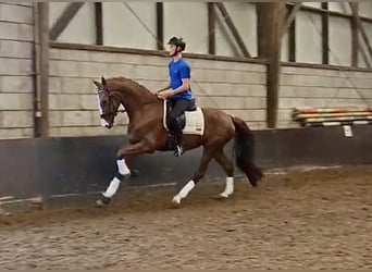 Tuigpaard, Merrie, 3 Jaar, 166 cm, Vos