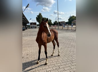 Tuigpaard, Merrie, 6 Jaar, 164 cm, Bruin