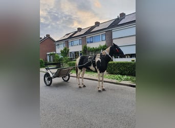Tuigpaard, Ogier, 16 lat, 160 cm