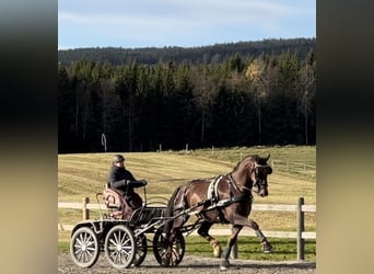 Tuigpaard, Ruin, 10 Jaar, 170 cm, Donkere-vos