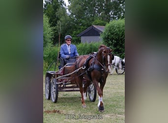 Tuigpaard Mix, Ruin, 14 Jaar, 160 cm, Vos
