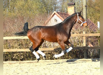 Tuigpaard, Ruin, 4 Jaar, 172 cm, Bruin