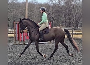 Tuigpaard, Ruin, 6 Jaar, 168 cm, Donkerbruin