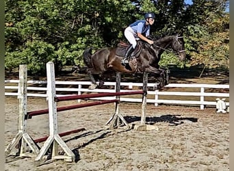 Tuigpaard, Ruin, 6 Jaar, 168 cm, Donkerbruin