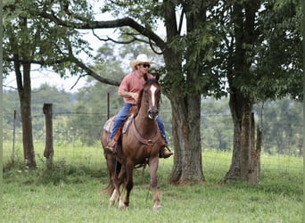 Tuigpaard, Ruin, 7 Jaar, 163 cm, Donkere-vos