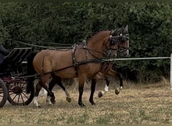 Tuigpaard, Ruin, 9 Jaar, 165 cm, Bruin