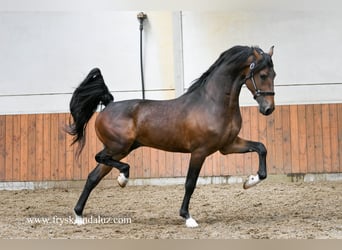 Tuigpaard Mestizo, Semental, 3 años, 165 cm, Castaño oscuro