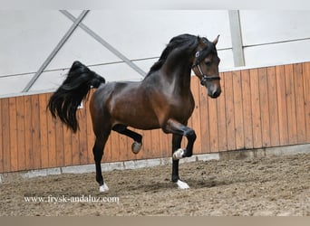 Tuigpaard Mix, Stallone, 3 Anni, 165 cm, Baio scuro