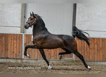Tuigpaard Mix, Stallone, 3 Anni, 165 cm, Baio scuro