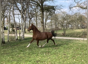 Tuigpaard, Stute, 11 Jahre, 165 cm, Fuchs