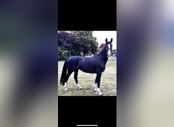 Tuigpaard, Stute, 4 Jahre, 162 cm, Dunkelbrauner