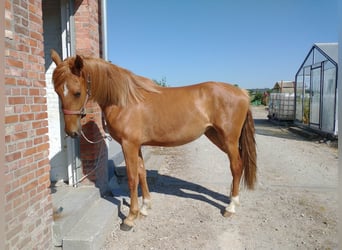 Tuigpaard Mix, Stute, 4 Jahre, 169 cm, Rotfuchs