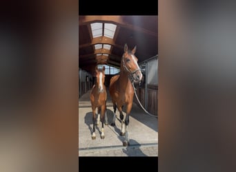 Tuigpaard, Stute, 6 Jahre, 164 cm, Brauner