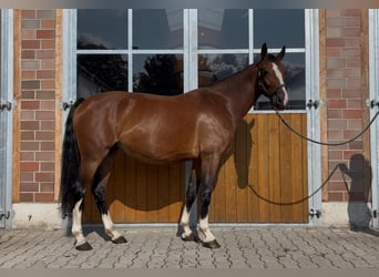 Tuigpaard, Stute, 6 Jahre, 164 cm, Brauner