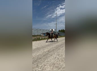 Tuigpaard, Stute, 7 Jahre, 157 cm, Dunkelbrauner