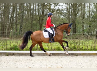 Tuigpaard, Stute, 9 Jahre, 158 cm, Brauner