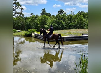 Tuigpaard, Wałach, 6 lat, 168 cm, Ciemnogniada