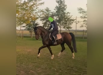 Tuigpaard, Wallach, 10 Jahre, 165 cm, Rotbrauner