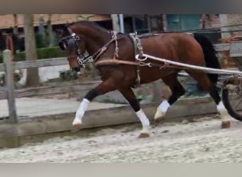 Tuigpaard, Wallach, 10 Jahre, 166 cm, Rotbrauner