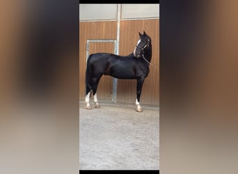 Tuigpaard, Wallach, 12 Jahre, 168 cm, Rappe