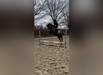Tuigpaard Mix, Wallach, 13 Jahre, 160 cm, Fuchs