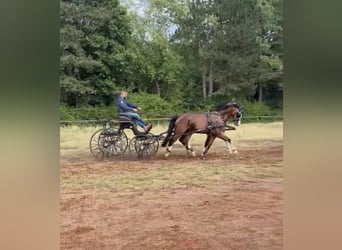 Tuigpaard, Wallach, 14 Jahre, 168 cm, Brauner