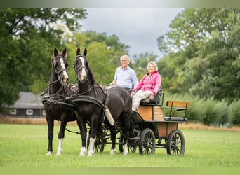 Tuigpaard, Wallach, 22 Jahre, 165 cm, Rappe