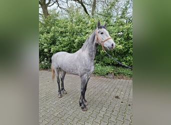 Tuigpaard Mix, Wallach, 3 Jahre, 170 cm, Blauschimmel