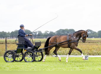Tuigpaard, Wallach, 4 Jahre, 171 cm, Dunkelbrauner