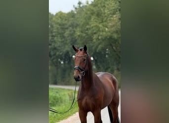 Tuigpaard, Wallach, 4 Jahre, 172 cm, Brauner