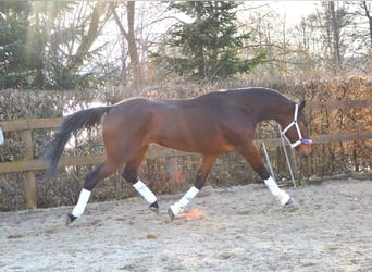 Tuigpaard, Wallach, 4 Jahre, 172 cm, Brauner