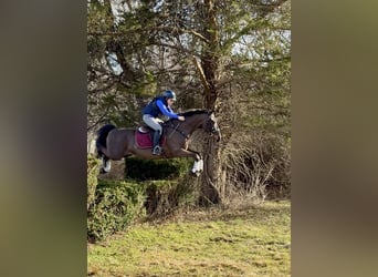 Tuigpaard, Wallach, 6 Jahre, Dunkelbrauner