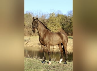 Tuigpaard, Wallach, 6 Jahre, Dunkelbrauner