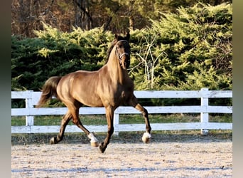 Tuigpaard, Wallach, 6 Jahre, Dunkelbrauner
