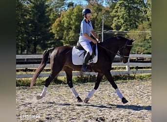 Tuigpaard, Wallach, 6 Jahre, Dunkelbrauner