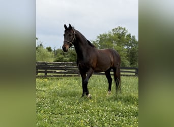 Tuigpaard, Wallach, 6 Jahre, Dunkelbrauner