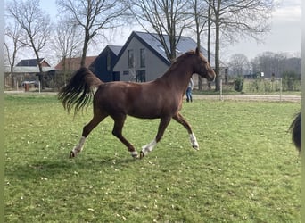 Tuigpaard, Yegua, 11 años, 165 cm, Alazán